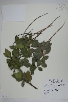 絡石藏品圖，第1張