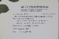 倒卵葉冬青、金平氏冬青藏品圖，第2張