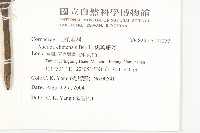 桃葉珊瑚藏品圖，第2張