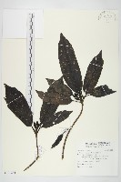 桃葉珊瑚藏品圖，第1張