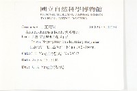 桃葉珊瑚藏品圖，第2張