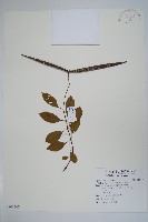 酸藤藏品圖，第1張