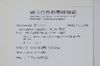 酸藤藏品圖，第2張