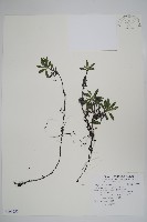 梓木草藏品圖，第1張