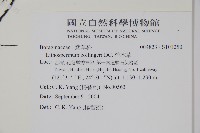 梓木草藏品圖，第2張