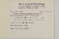 森氏菊藏品圖，第2張