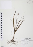 臺灣白及藏品圖，第1張