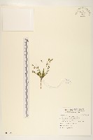 兔仔菜藏品圖，第1張