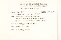 兔仔菜藏品圖，第2張