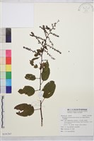 大黃鱔藤藏品圖，第1張