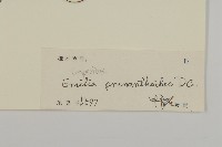 香蘭藏品圖，第2張
