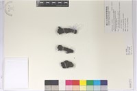 台灣奴草藏品圖，第1張