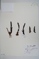 穗花蛇菰藏品圖，第1張