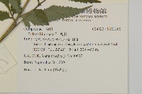 鬼針藏品圖，第2張