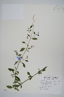 蔓雞冠、絹毛莧藏品圖，第1張