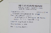 蔓雞冠、絹毛莧藏品圖，第2張