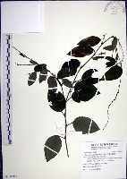 大葉山螞蝗藏品圖，第1張