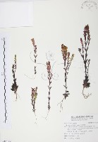 玉山龍膽藏品圖，第1張