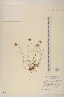 細葉鼠麴草藏品圖，第1張
