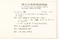 細葉鼠麴草藏品圖，第2張