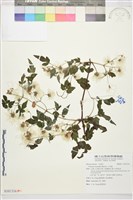 小木通藏品圖，第1張