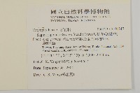 瓜槌草、漆姑草藏品圖，第2張