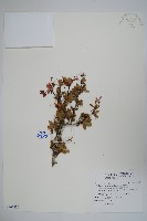 玉山小蘗藏品圖，第1張