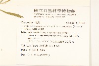 福山氏飛蓬藏品圖，第2張