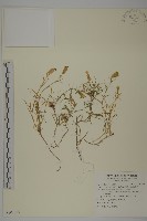 南湖大山蠅子草藏品圖，第1張