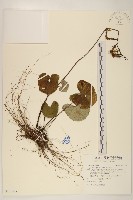 高山橐吾藏品圖，第1張