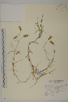 南湖大山蠅子草藏品圖，第1張
