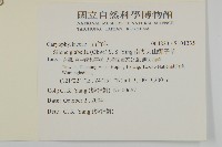 南湖大山蠅子草藏品圖，第2張