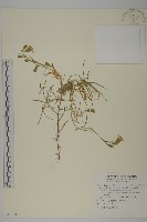 南湖大山蠅子草藏品圖，第1張