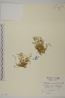 玉山卷耳藏品圖，第1張