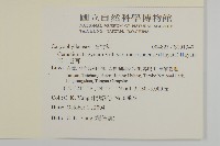 玉山卷耳藏品圖，第2張