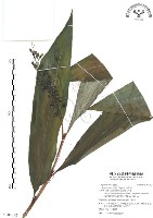 山月桃藏品圖，第1張