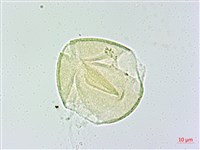 米碎柃木藏品圖，第2張