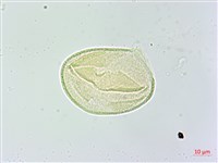 米碎柃木藏品圖，第3張