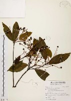 香楠藏品圖，第1張