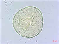 香楠藏品圖，第2張