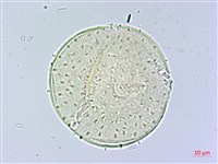 香楠藏品圖，第3張