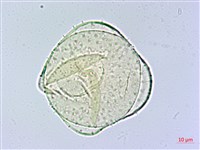 香楠藏品圖，第4張