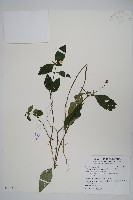 針刺草藏品圖，第1張