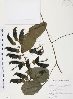 血藤、青山籠藏品圖，第1張