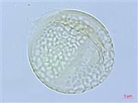 武威山烏皮茶藏品圖，第1張