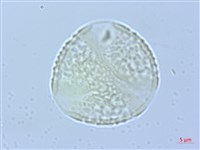 武威山烏皮茶藏品圖，第2張