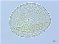 武威山烏皮茶藏品圖，第3張