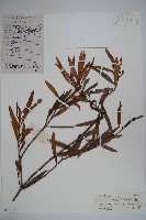 小金冬青藏品圖，第1張