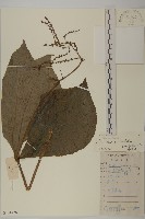 多穗金粟蘭藏品圖，第1張