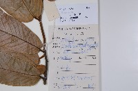 山椒子藏品圖，第2張